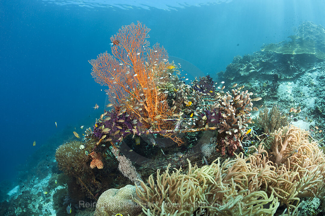 Riffaufbau Projekt, Raja Ampat, West Papua, Indonesien