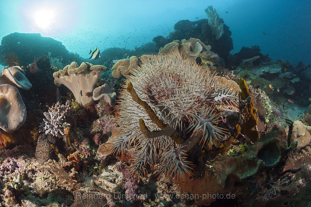 Dornenkrone im Riff, Acanthaster planci, Raja Ampat, West Papua, Indonesien