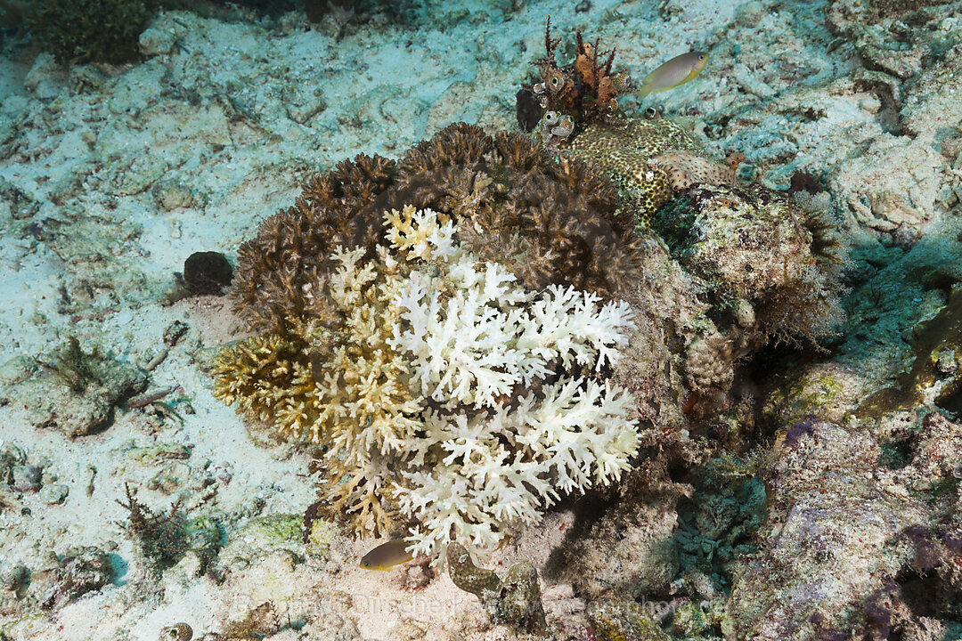 Korallenbleiche, Raja Ampat, West Papua, Indonesien