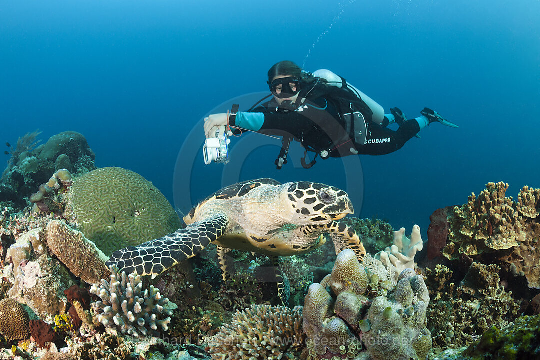 Echte Karettschildkroete und Taucher, Eretmochelys imbricata, Raja Ampat, West Papua, Indonesien