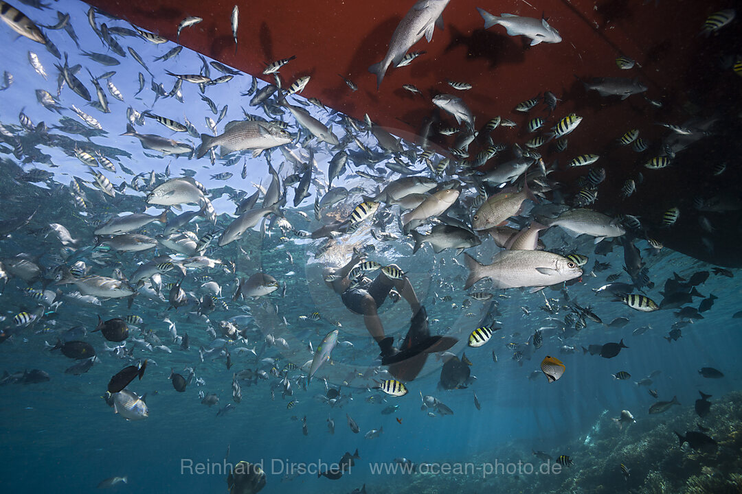 Schnorcheln in Fischschwarm, Raja Ampat, West Papua, Indonesien