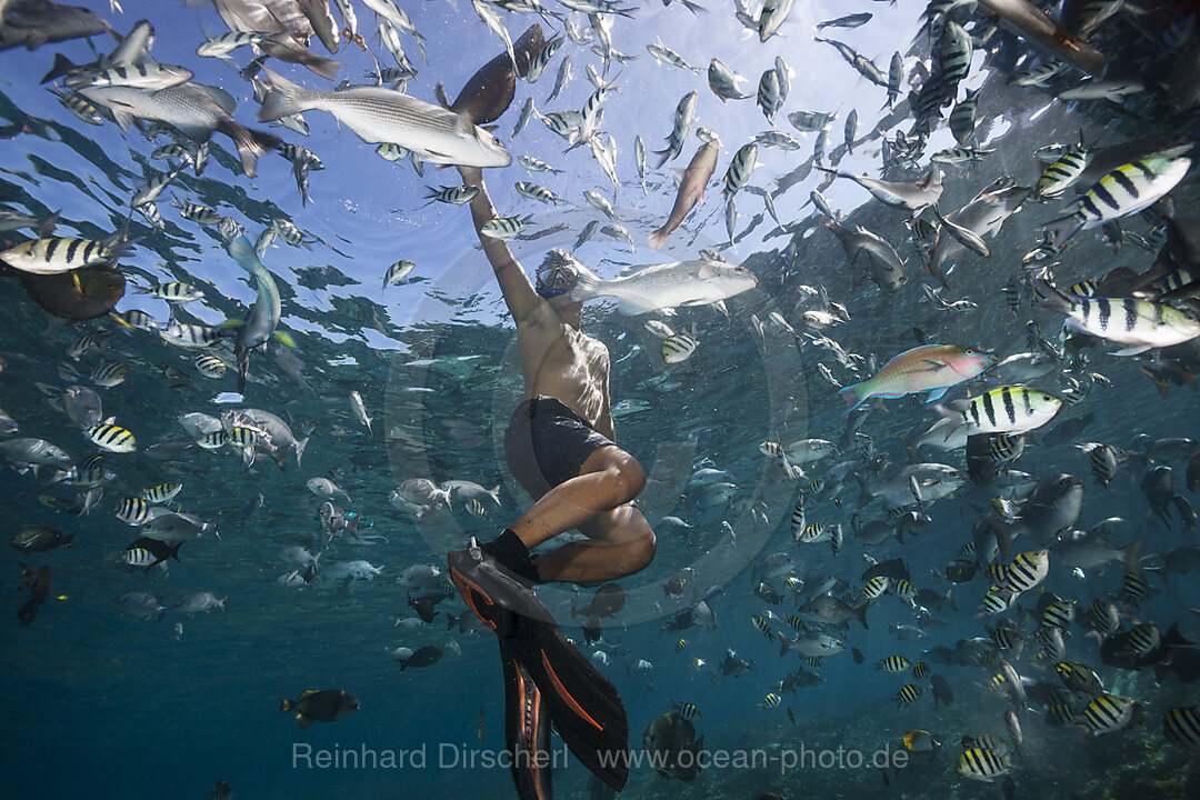 Schnorcheln in Fischschwarm, Raja Ampat, West Papua, Indonesien