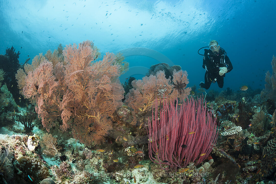 Taucher ueber Korallenriff, Raja Ampat, West Papua, Indonesien