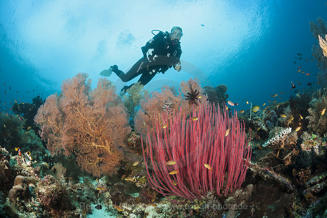 Taucher ueber Korallenriff, Raja Ampat, West Papua, Indonesien