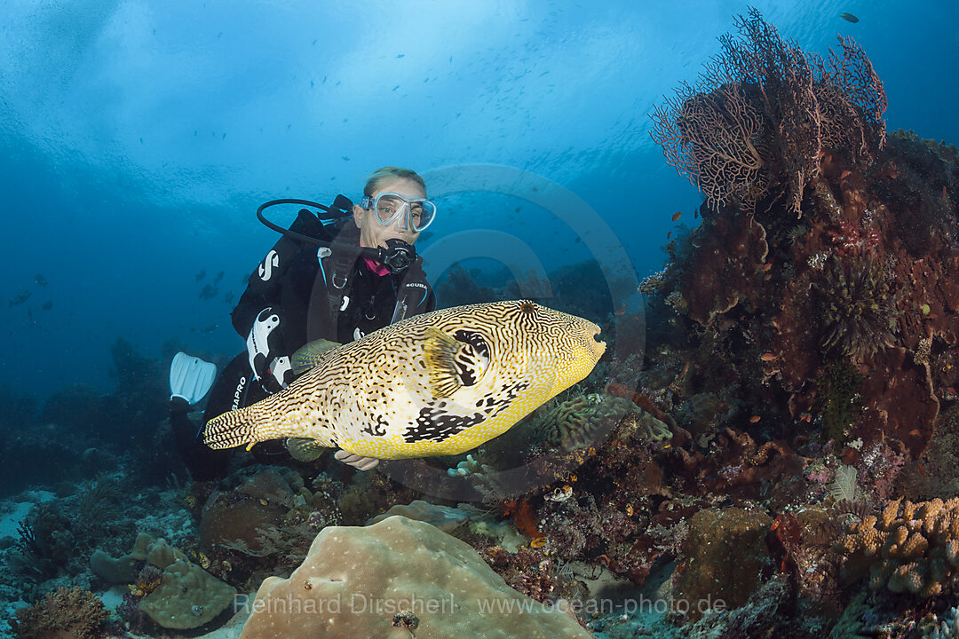 Taucher und Mappa-Kugelfisch, Arothron mappa, Raja Ampat, West Papua, Indonesien