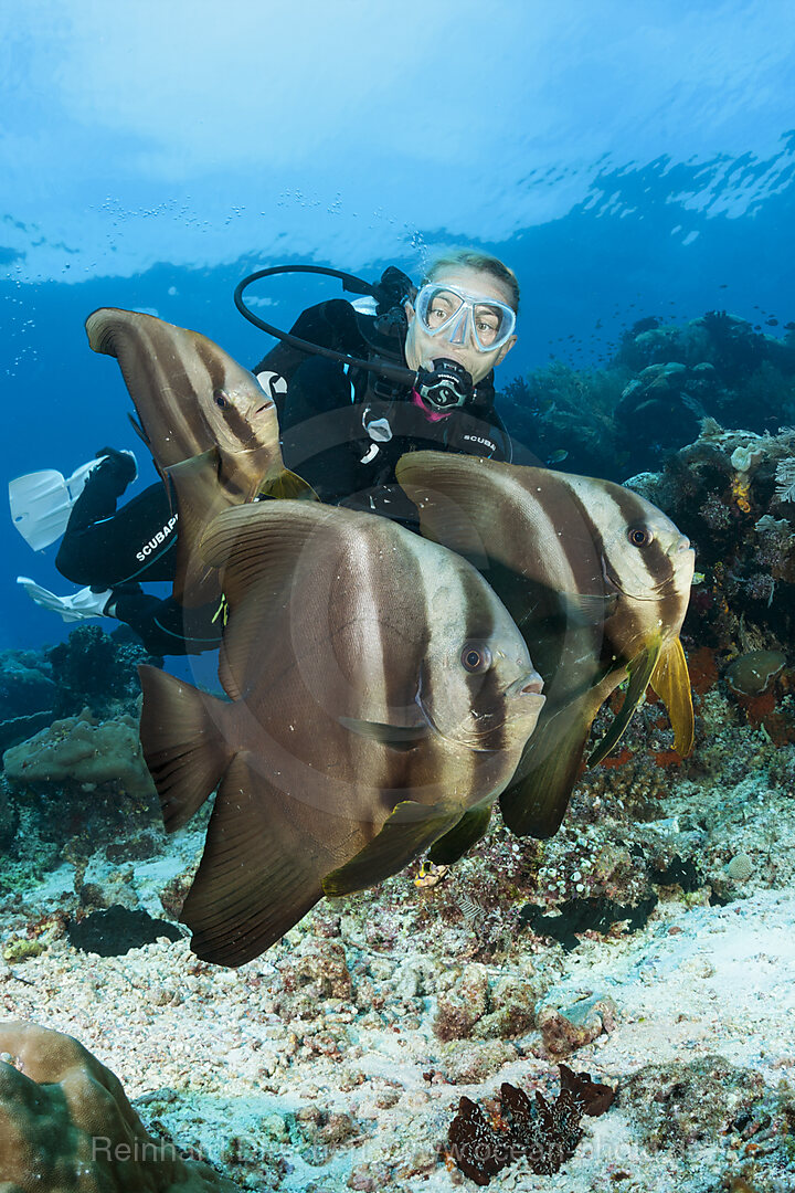 Taucher und Langflossen-Fledermausfische, Platax teira, Raja Ampat, West Papua, Indonesien