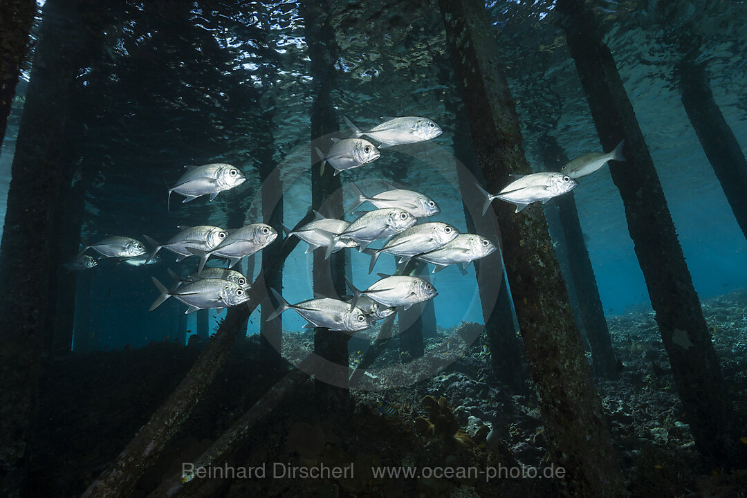 Schwarm Stachelmakrelen unter Jetty, Caranx sexfasciatus, Raja Ampat, West Papua, Indonesien