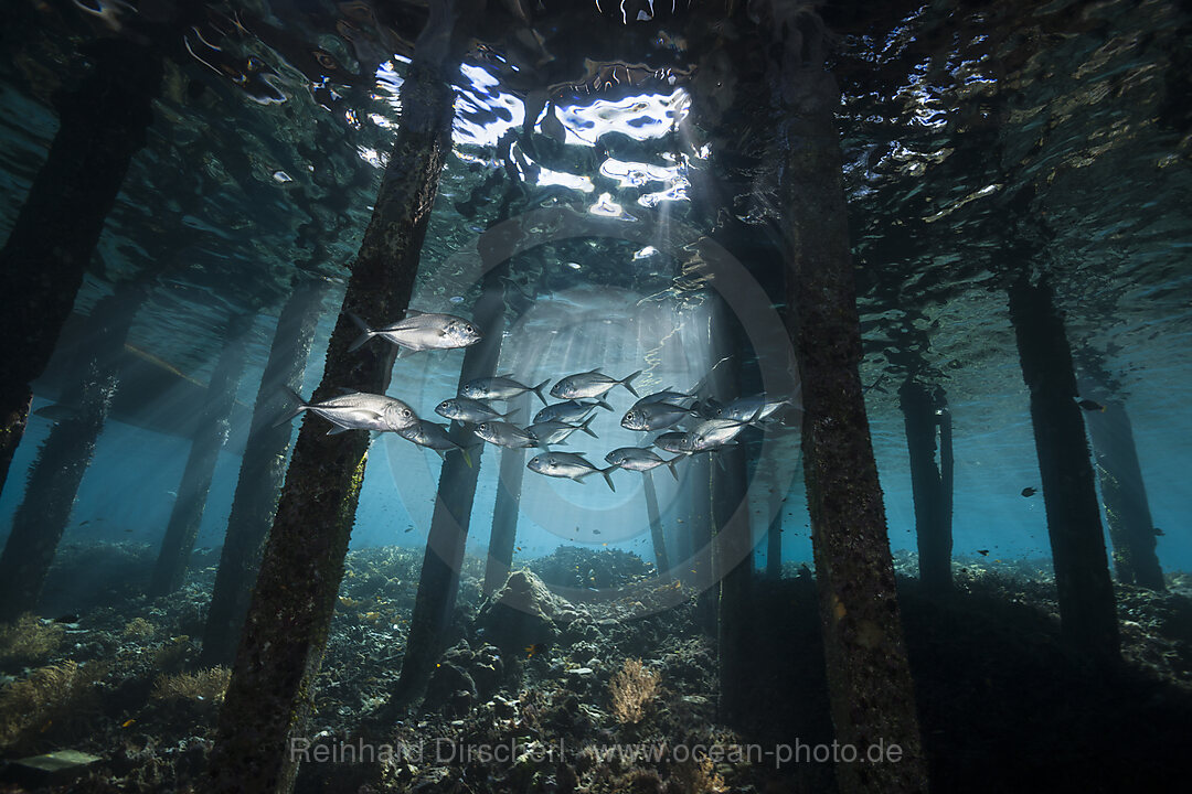 Schwarm Stachelmakrelen unter Jetty, Caranx sexfasciatus, Raja Ampat, West Papua, Indonesien