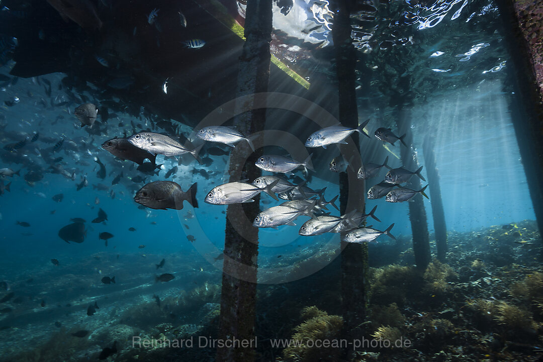 Schwarm Stachelmakrelen unter Jetty, Caranx sexfasciatus, Raja Ampat, West Papua, Indonesien