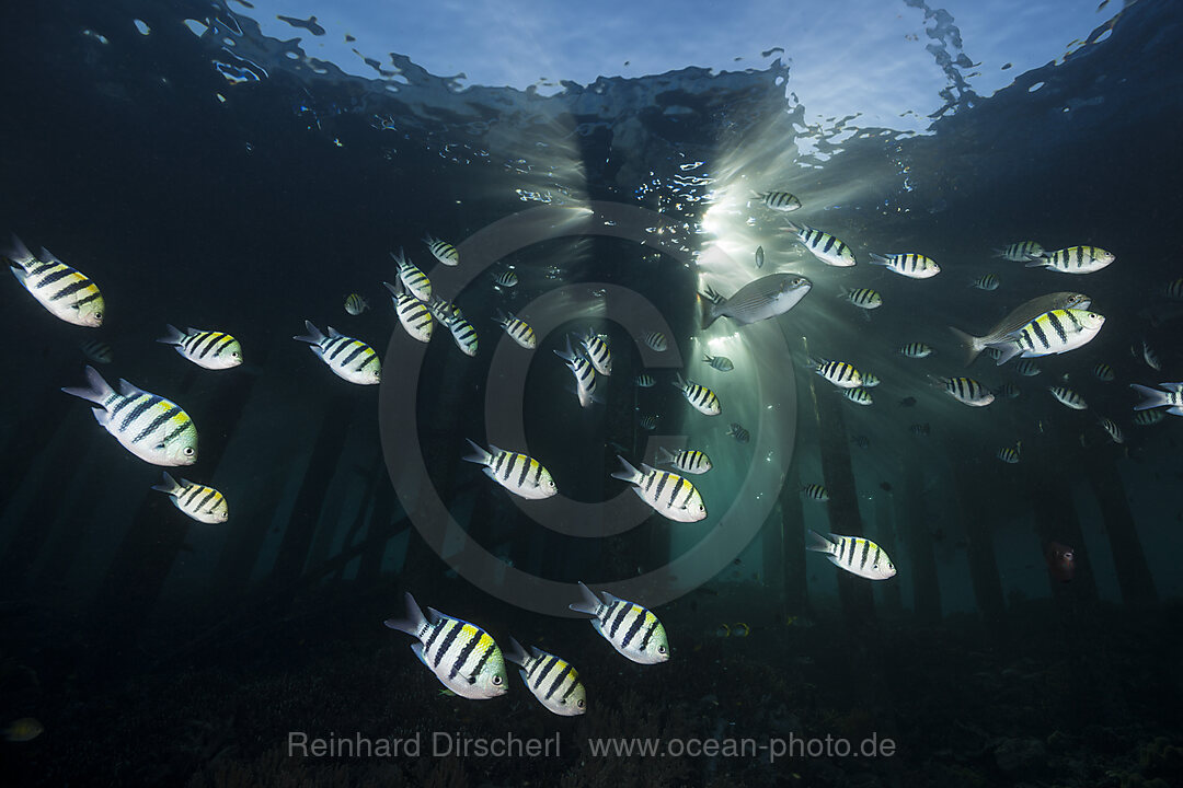 Schwarm Riffbarsche unter Jetty, Abudefduf vaigiensis, Raja Ampat, West Papua, Indonesien