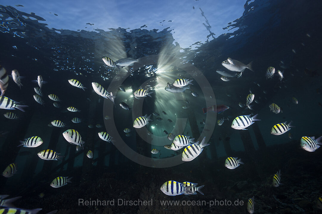 Schwarm Riffbarsche unter Jetty, Abudefduf vaigiensis, Raja Ampat, West Papua, Indonesien