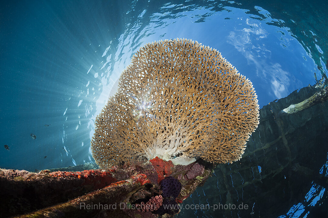 Table coral growing on Jetty, Acropora sp., Raja Ampat, West Papua, Indonesia