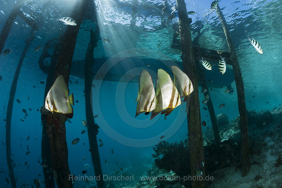 Langflossen-Fledermausfische, Platax teira, Raja Ampat, West Papua, Indonesien
