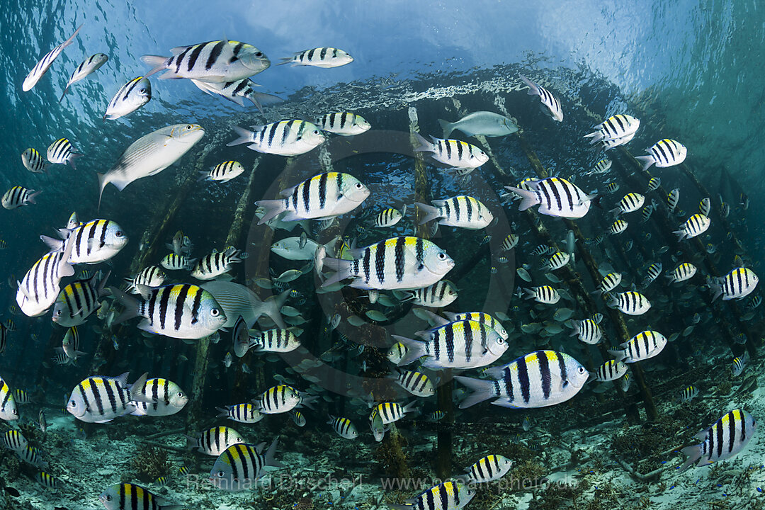 Schwarm Riffbarsche unter Jetty, Abudefduf vaigiensis, Raja Ampat, West Papua, Indonesien