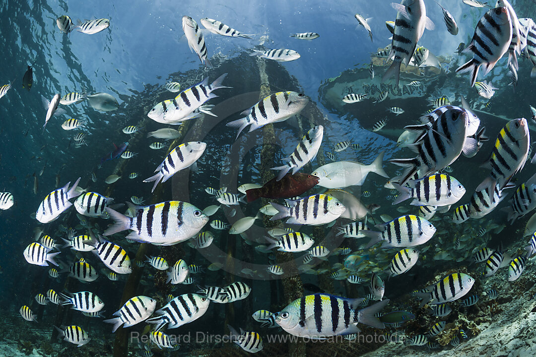 Schwarm Riffbarsche unter Jetty, Abudefduf vaigiensis, Raja Ampat, West Papua, Indonesien