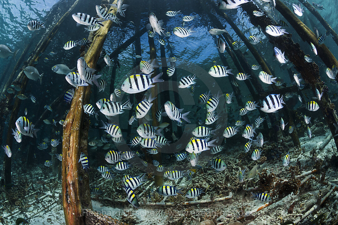 Schwarm Riffbarsche unter Jetty, Abudefduf vaigiensis, Raja Ampat, West Papua, Indonesien