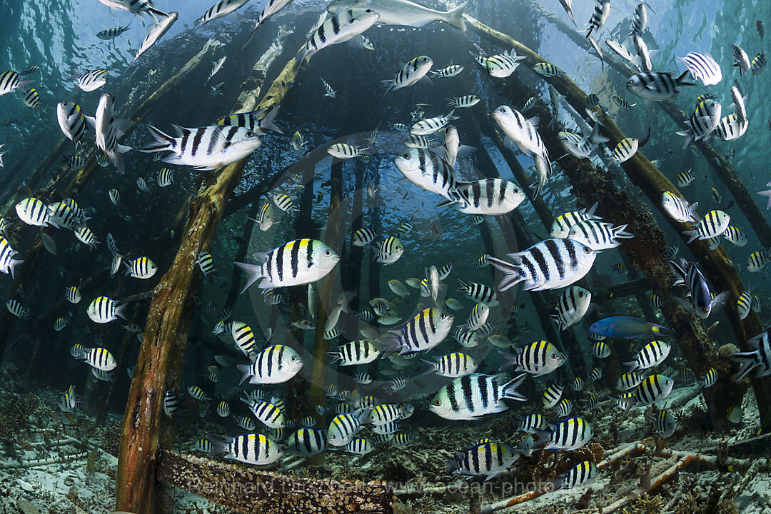 Schwarm Riffbarsche unter Jetty, Abudefduf vaigiensis, Raja Ampat, West Papua, Indonesien