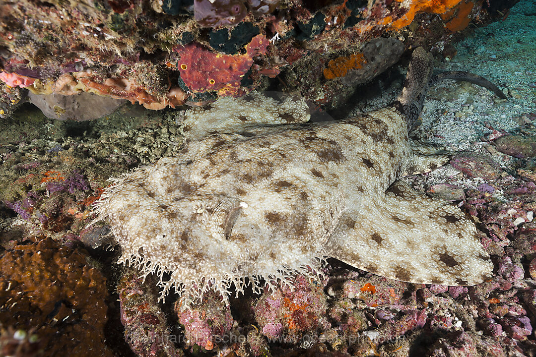 Tasselled Wobbegong, Eucrossorhinus dasypogon, Raja Ampat, West Papua, Indonesia