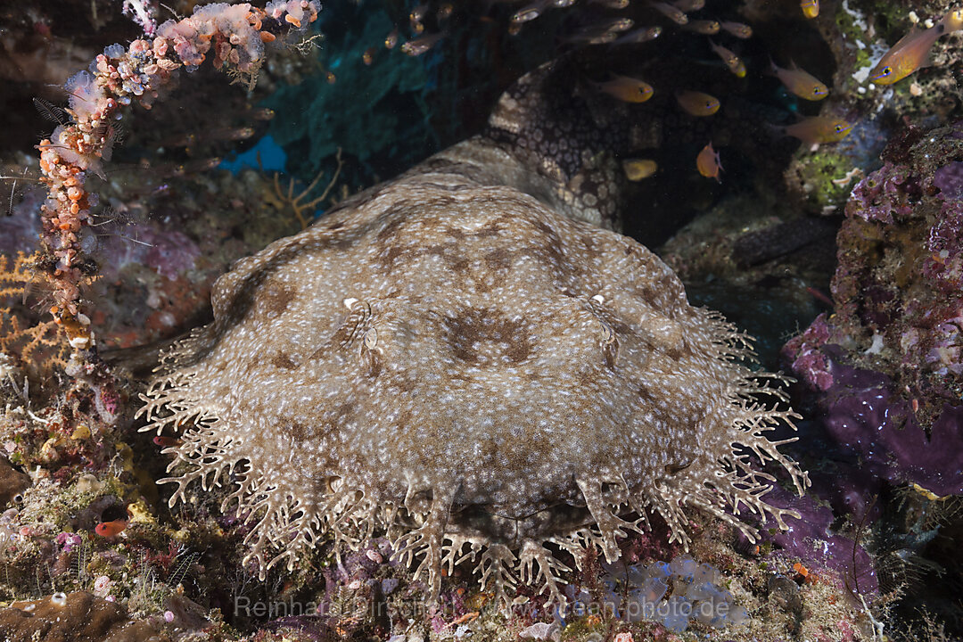 Fransen-Wobbegong, Eucrossorhinus dasypogon, Raja Ampat, West Papua, Indonesien