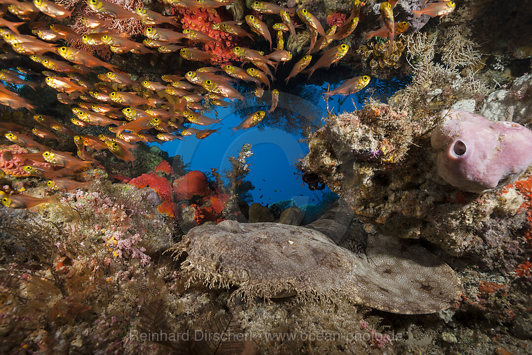 Tasselled Wobbegong, Eucrossorhinus dasypogon, Raja Ampat, West Papua, Indonesia