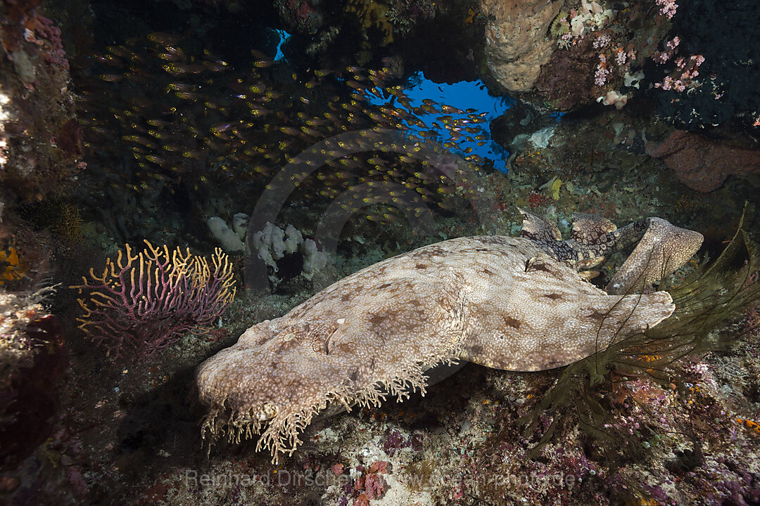 Fransen-Wobbegong, Eucrossorhinus dasypogon, Raja Ampat, West Papua, Indonesien