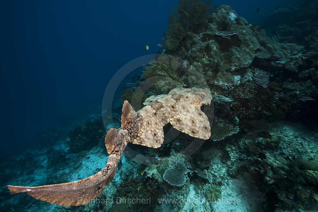 Tasselled Wobbegong, Eucrossorhinus dasypogon, Raja Ampat, West Papua, Indonesia