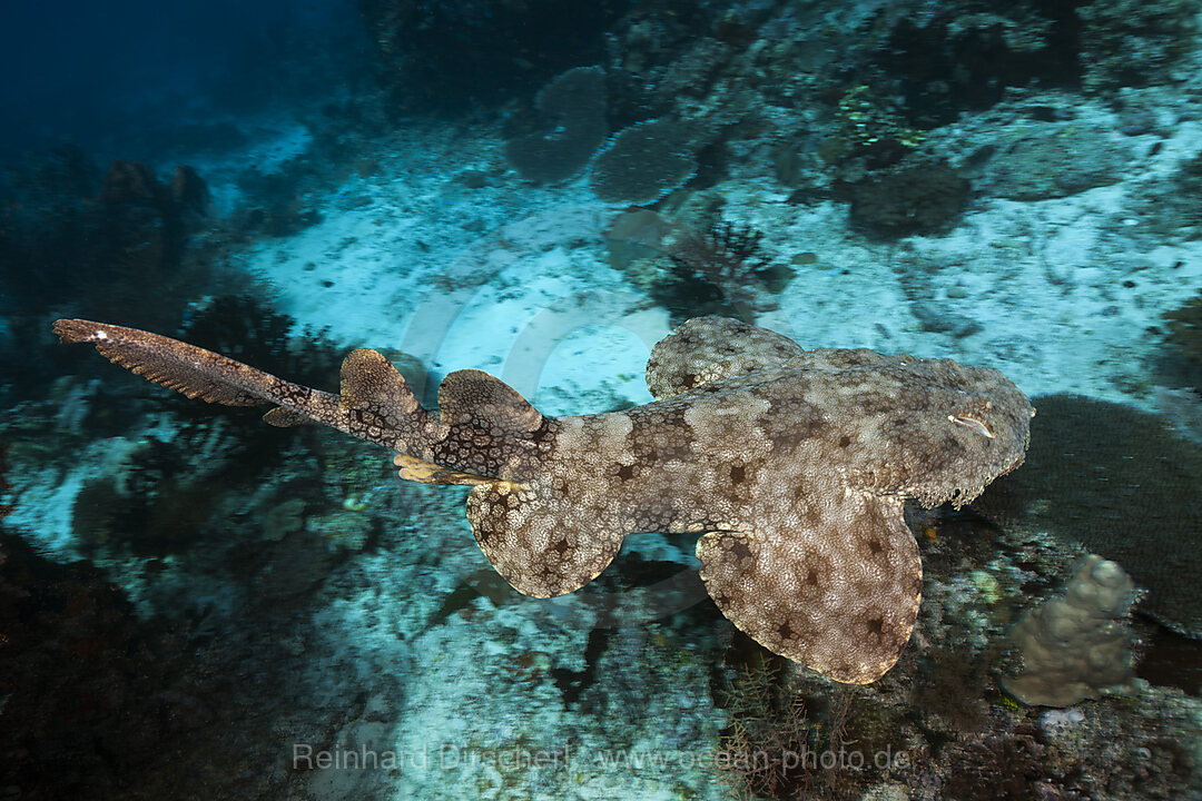 Fransen-Wobbegong, Eucrossorhinus dasypogon, Raja Ampat, West Papua, Indonesien