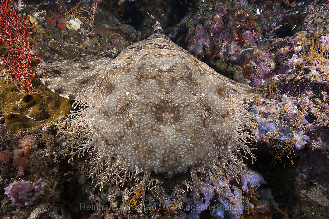 Tasselled Wobbegong, Eucrossorhinus dasypogon, Raja Ampat, West Papua, Indonesia