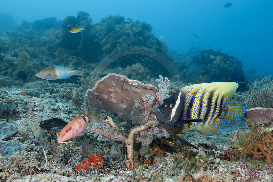 Sechsbinden-Kaiserfisch in Korallenriff, Pomacanthus sexstriatus, Raja Ampat, West Papua, Indonesien