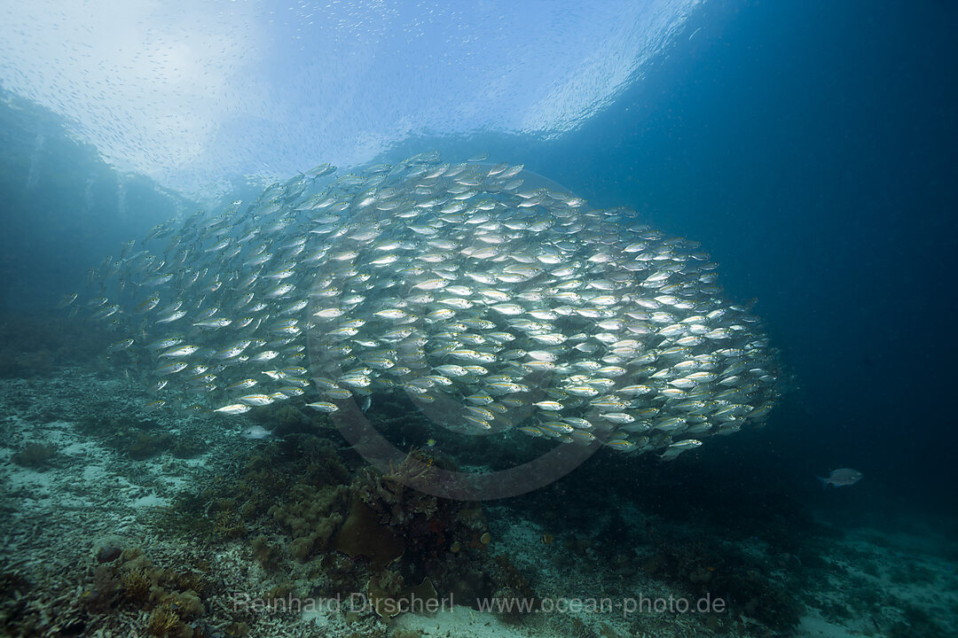 Schwarm Grossaufen-Heringsmakrelen, Selar crumenophthalmus, Raja Ampat, West Papua, Indonesien