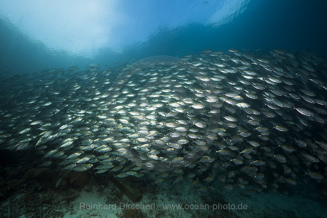 Schwarm Grossaufen-Heringsmakrelen, Selar crumenophthalmus, Raja Ampat, West Papua, Indonesien