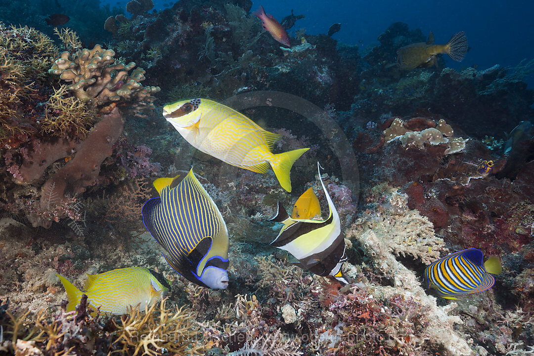 Coral Fish in Coral Reef, Raja Ampat, West Papua, Indonesia