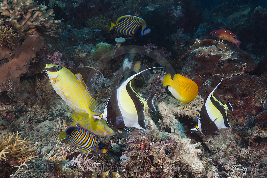 Coral Fish in Coral Reef, Raja Ampat, West Papua, Indonesia