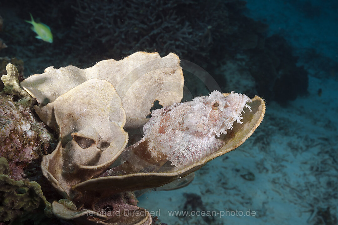 Papua-Drachenkopf im Riff, Scorpaenopsis papuensis, Raja Ampat, West Papua, Indonesien