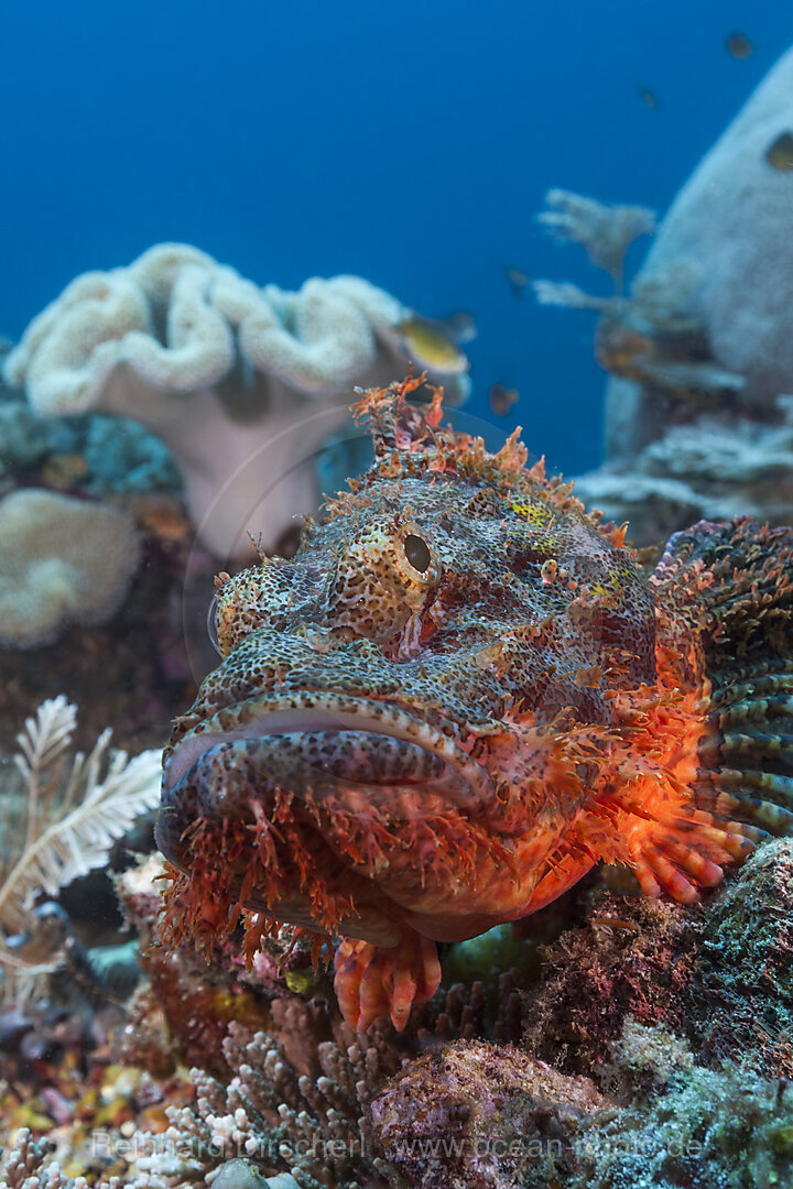 Tassled Scorpionfish, Scorpaenopsis oxycephalus, Raja Ampat, West Papua, Indonesia