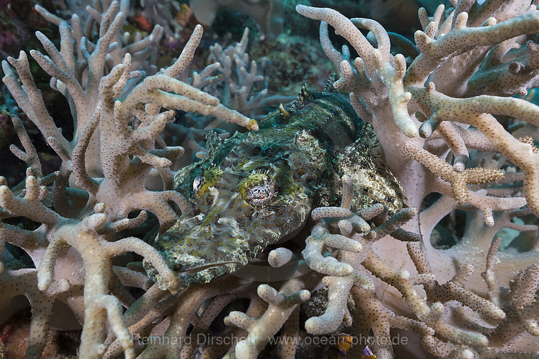 Braunwangen-Plattkopf, Cymbacephalus beauforti, Raja Ampat, West Papua, Indonesien