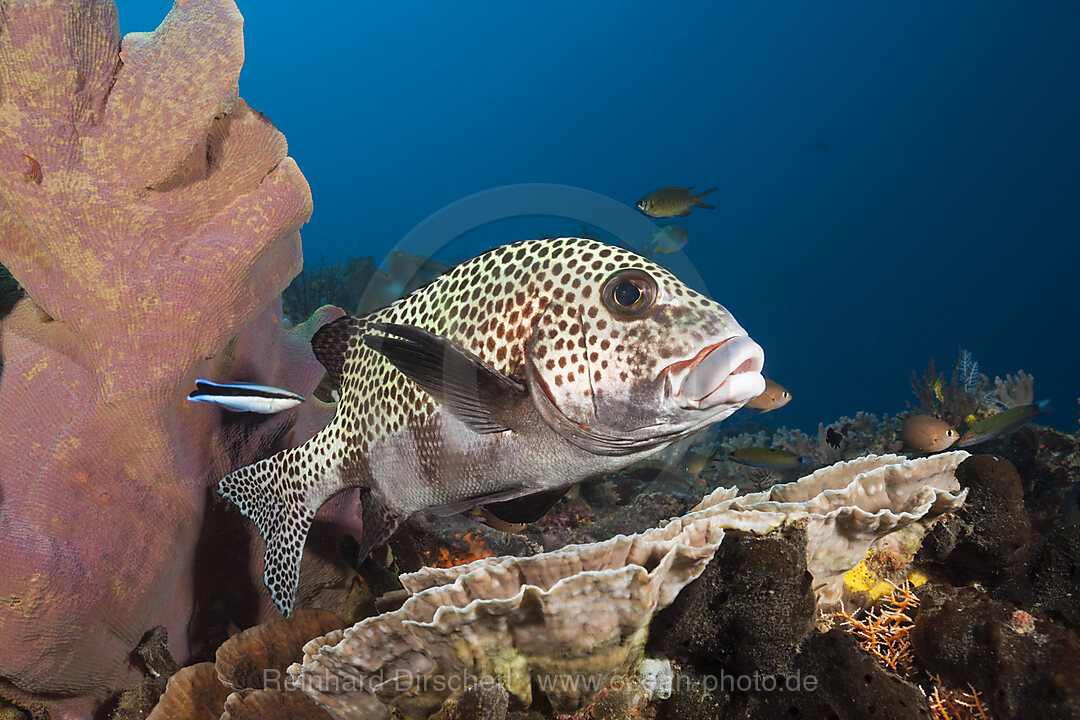 Harlekin-Suesslippe und Putzerfisch, Plectorhinchus chaetodonoides, Raja Ampat, West Papua, Indonesien