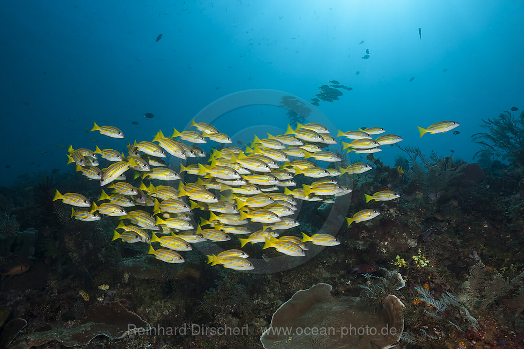 Schooling Bluestripe snapper, Lutjanus kasmira, Raja Ampat, West Papua, Indonesia