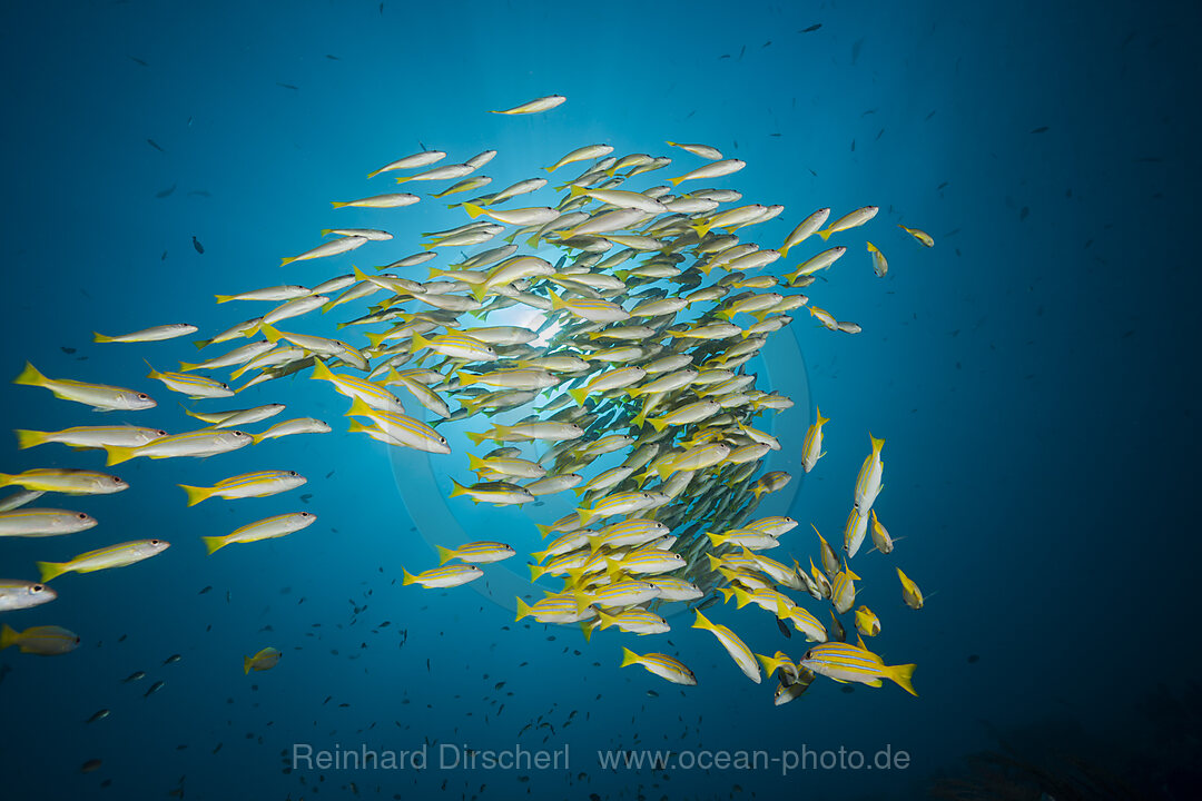 Schwarm Blaustreifen-Schnapper, Lutjanus kasmira, Raja Ampat, West Papua, Indonesien