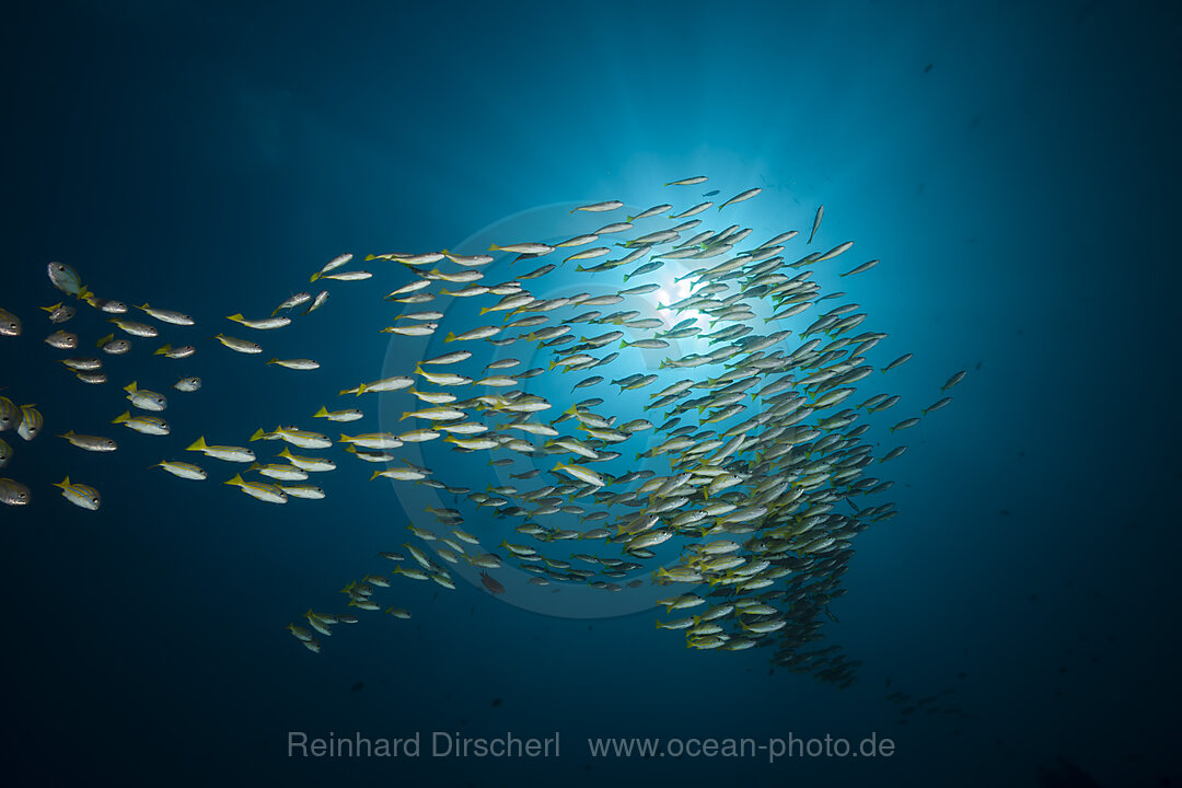 Schwarm Blaustreifen-Schnapper, Lutjanus kasmira, Raja Ampat, West Papua, Indonesien