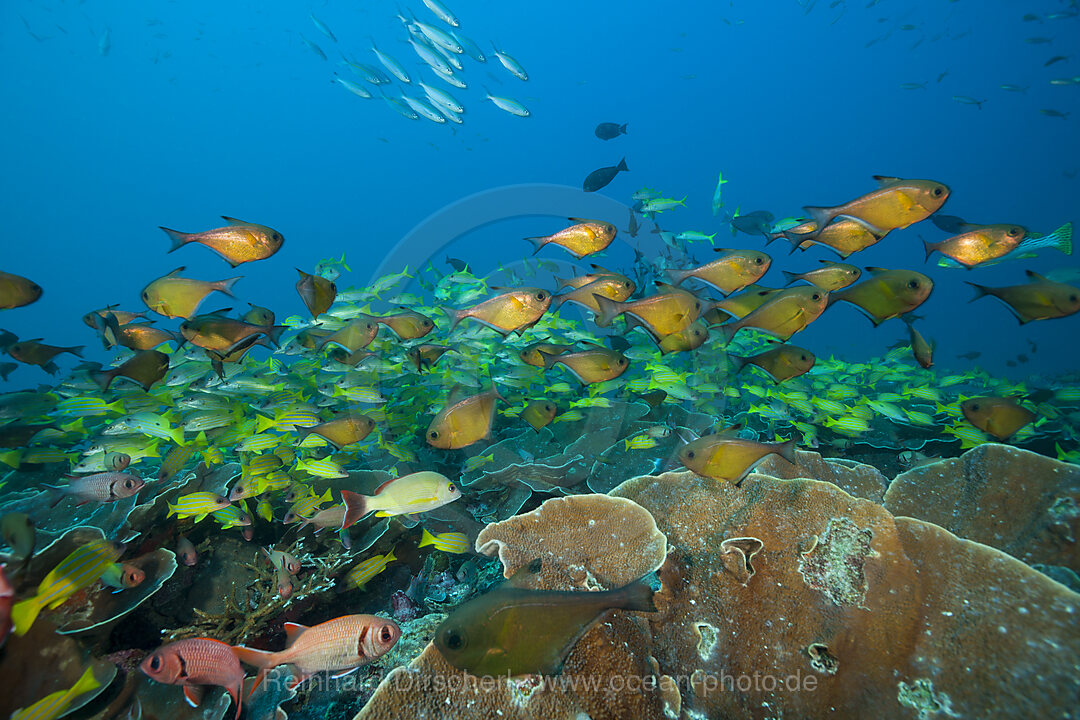 Shoal of Copper Sweeper, Pempheris oualensis, Raja Ampat, West Papua, Indonesia