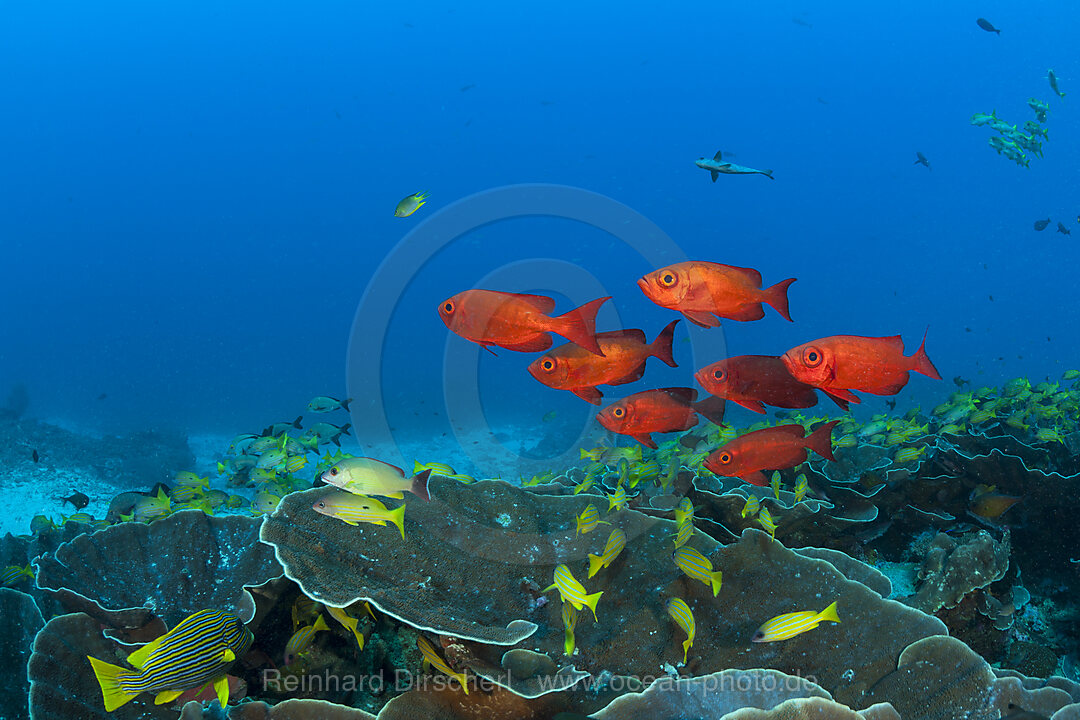 Crescent-tail Bigeye, Priacanthus hamrur, Raja Ampat, West Papua, Indonesia