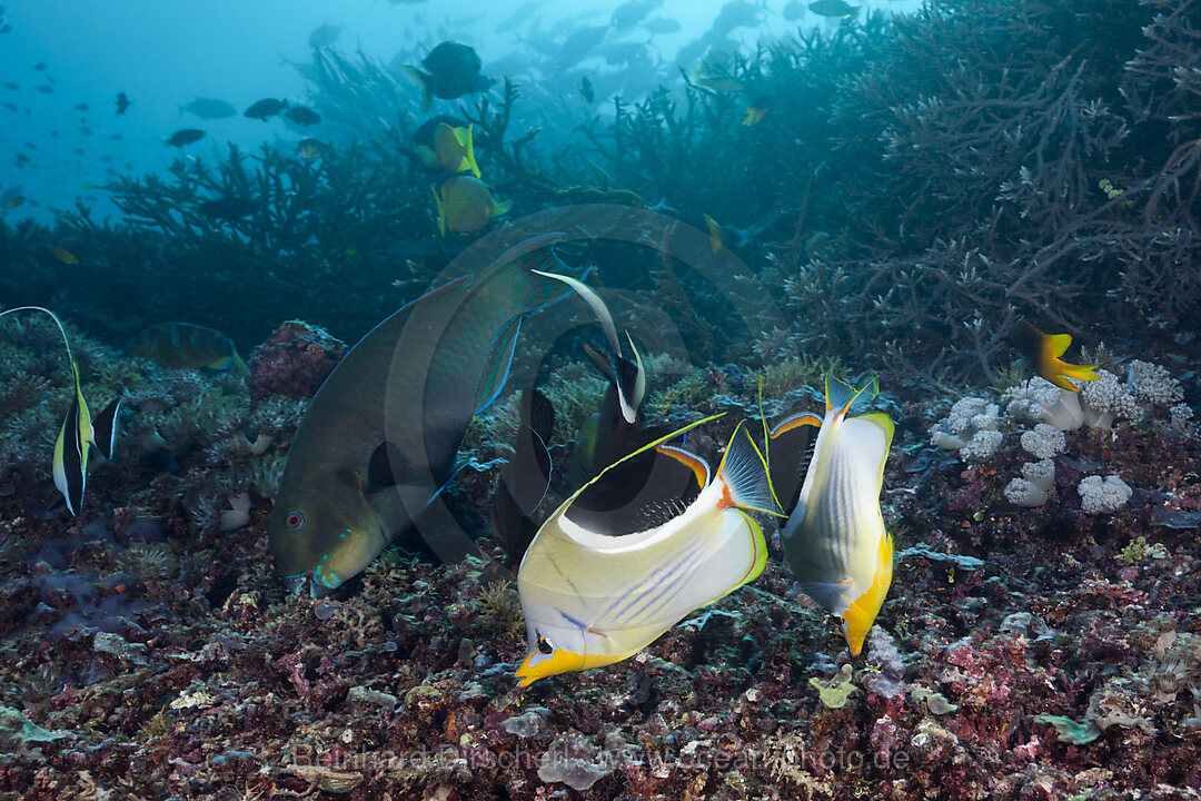 Pair of Sattled Butterflyfish, Chaetodon ephippium, Raja Ampat, West Papua, Indonesia