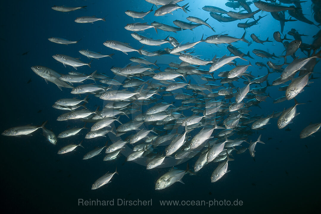 Shoal of Bigeye Trevally, Caranx sexfasciatus, Raja Ampat, West Papua, Indonesia