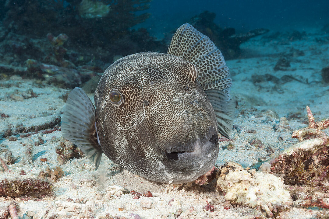 Star Puffer, Arothron stellatus, Raja Ampat, West Papua, Indonesia
