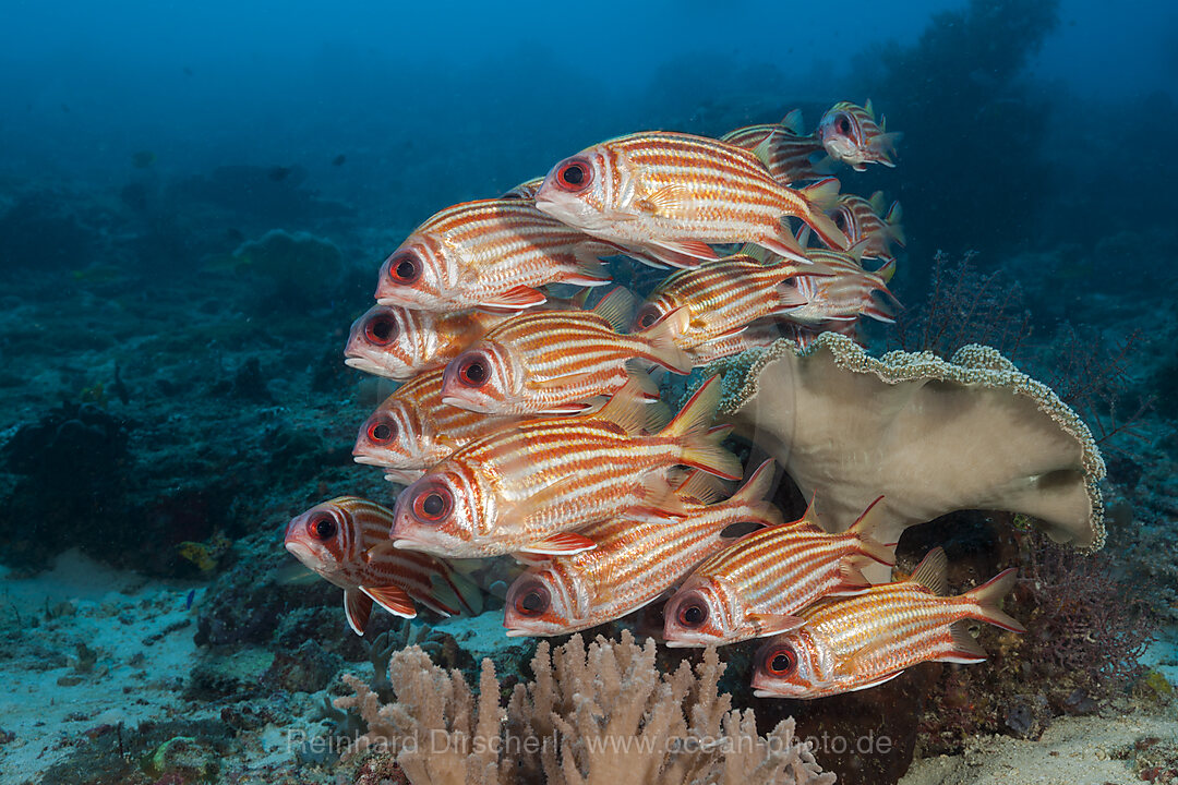 Schwarm Rotstreifen-Husar, Sargocentron rubrum, Raja Ampat, West Papua, Indonesien