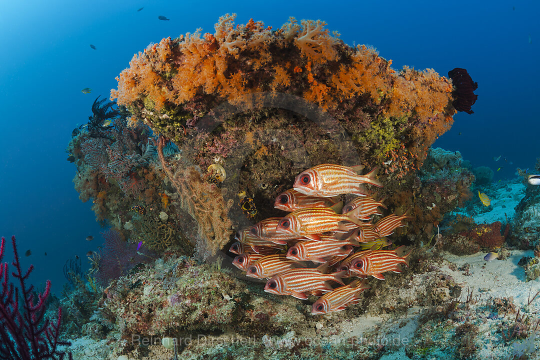 Shoal of Red Squirrelfish, Sargocentron rubrum, Raja Ampat, West Papua, Indonesia