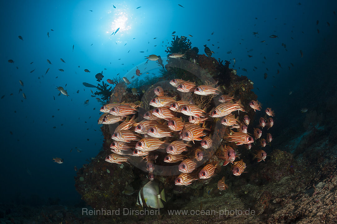 Schwarm Rotstreifen-Husar, Sargocentron rubrum, Raja Ampat, West Papua, Indonesien