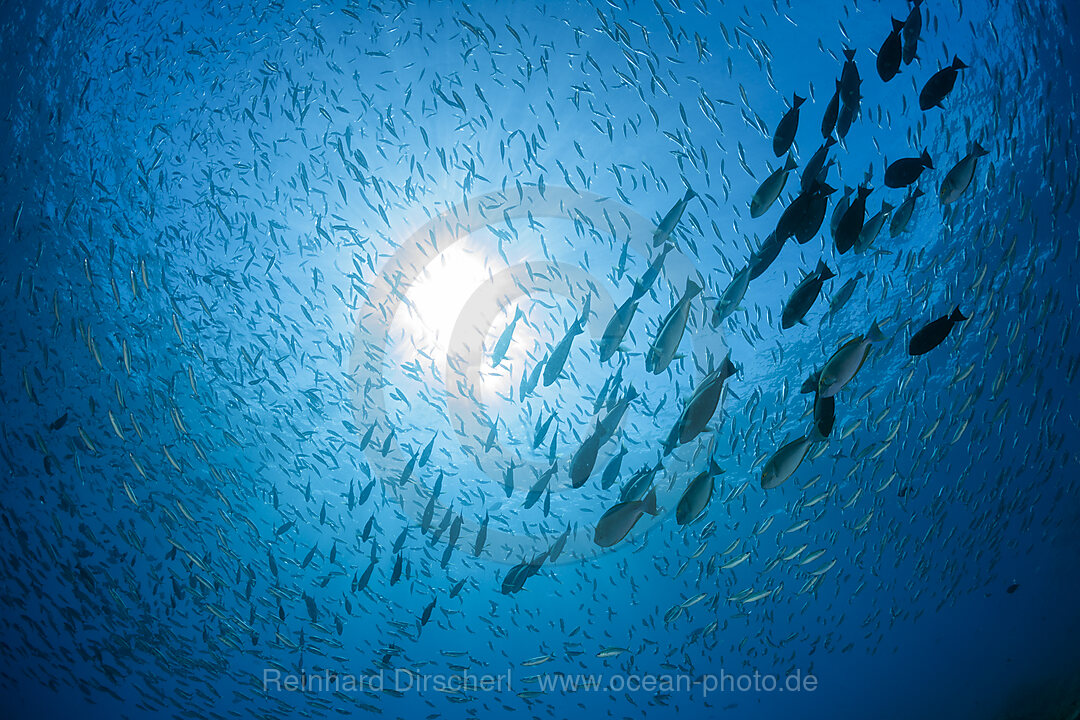 Schwarmfische an der Wasseroberflaeche, Raja Ampat, West Papua, Indonesien