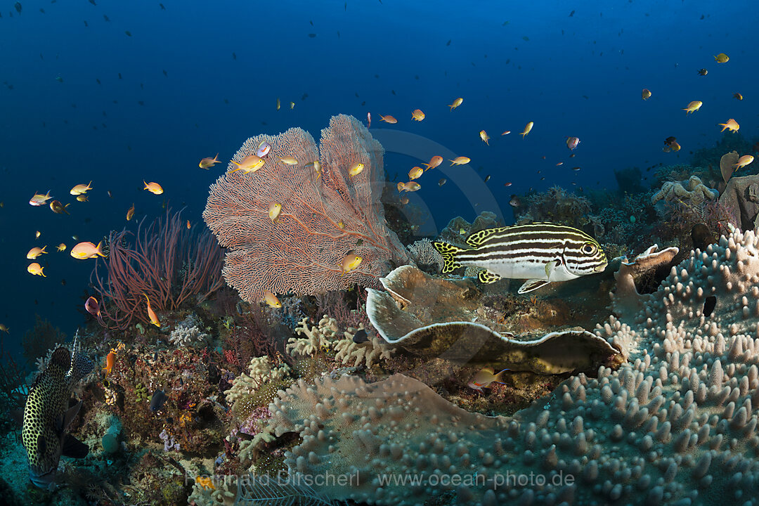 Artenreiches Korallenriff, Raja Ampat, West Papua, Indonesien